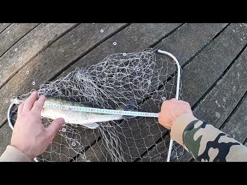 Видео: рыбалка в Германии на отводной паводок река неккар.