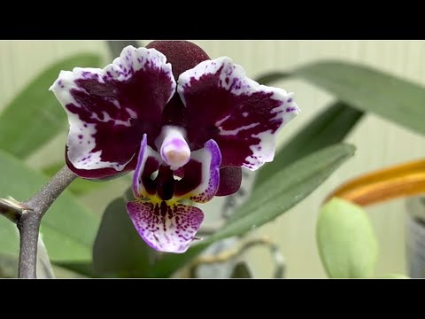 Видео: Азиатские ОРХИДЕИ первые цветения 💜🌸💜 Полив орхидей во мху💧