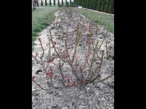 Видео: РОЗИ ВІД А ДО Я ВЕСНОЮ