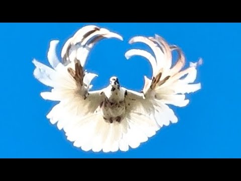 Видео: #голуби СВГ 01.10.2025-02.10.2025. Тренировка последних голубят на сильный юго-восточный ветер.