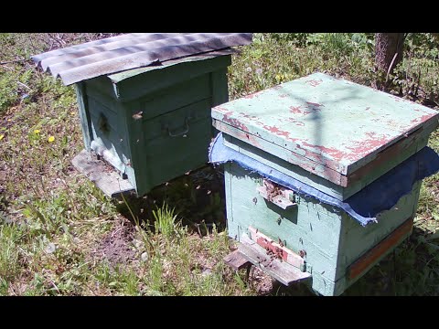 Видео: ПРО ПЧЁЛ МАЙ ДЕЛЕНИЕ СЕМЬИ