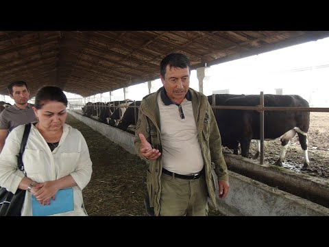Видео: Дар фермаи АБДУЛМУЪМИН ЯТИМОВ.