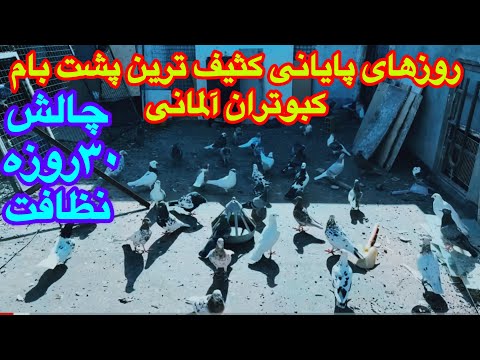 Видео: Сбор цыплят после прыжка с парашютом, организованный тренером Мехди Лулехом в Мешхеде.