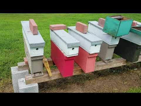 Видео: Как легко создать мини-нуклеусы для спаривания королев