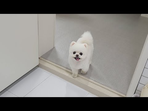 Видео: Собаки - липучки следуют за хозяйкой целый день