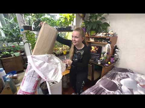 Видео: Распаковка. Манго в квартире. Пересадка. Срезка черенков.