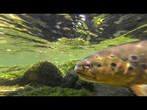 Видео: Риболов на Пъстърва с Мухарка (суха муха) по река Въча