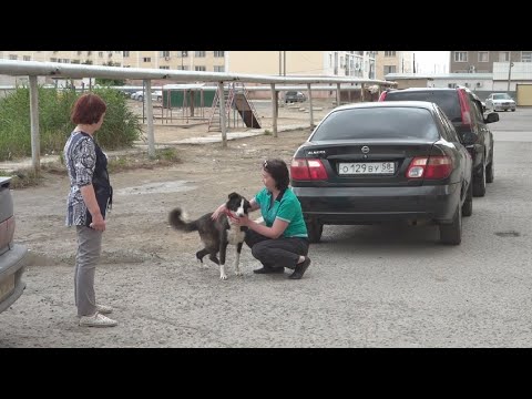 Видео: Отлов бродячих собак начали в Атырау