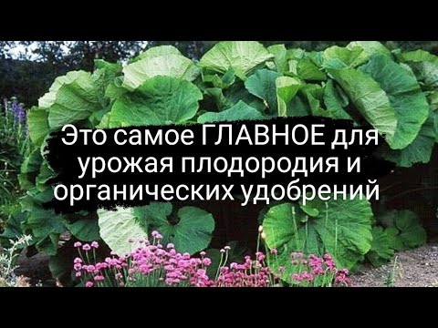 Видео: ГЛАВНОЕ как сделать почву плодородной увеличить урожай