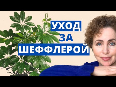 Видео: ШЕФЛЕРА Уход в домашних условиях