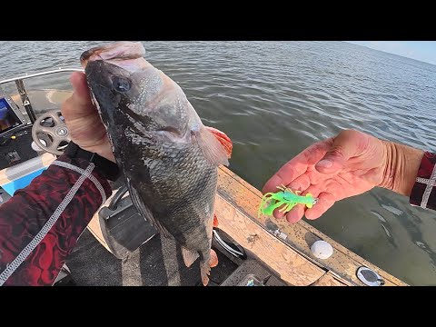 Видео: Патріот РОЗРИВАЄ КРУПНЯКА , Рибалка на трофену рибу