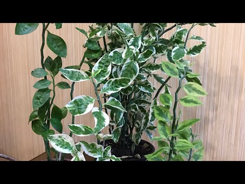 Видео: Педилантус. Формирование, черенкование и укоренение.