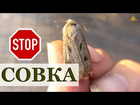 Видео: Совка, как её победить?! Виды совки, профилактика и борьба