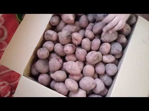 Видео: Мы купили картошку. как сохранить картошку в квартире.