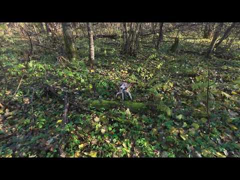 Видео: 18.10.2025 Попали в загон на лося,вышли на номера. Охота на зайца с эстонской гончей.#охота #hunting
