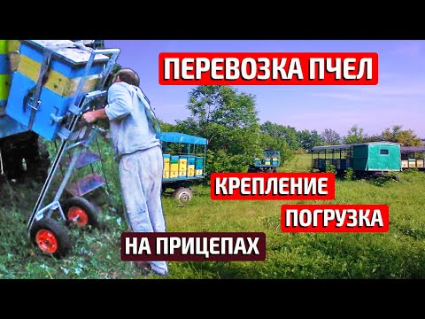 Видео: Кочевая пасека, крепление ульев, перевозка пчел.