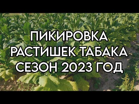Видео: Пикировка растишек табака сезон 2023 год