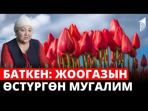 Видео: Баткен: Жоогазын өстүргөн мугалим