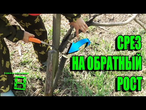 Видео: ОБРЕЗКА НА ОБРАТНЫЙ РОСТ ДЕРЕВЬЕВ. ИСПРАВЛЕНИЕ И ФОРМИРОВКА ДЕРЕВЬЕВ. САД (ОГОРОД) И ТЕПЛИЦА 14-21