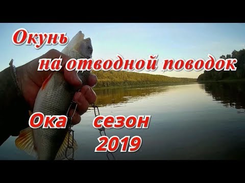 Видео: Ловля окуней на отводной поводок. Открытие сезона ловли на спиннинг 2019г.