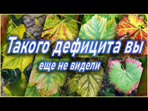 Видео: Почему ваш виноград не растет./Why your grapes are not growing.