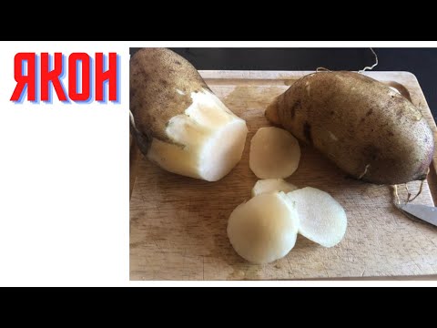 Видео: Якон - вырашивание, хранение, размножение, вкус