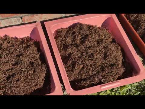 Видео: Табак и семена 