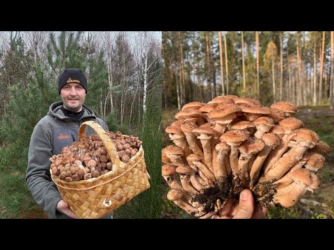 Видео: ФАНТАСТИКА! В ДЕКАБРЕ ГРИБЫ НЕ ДУМАЮТ ПРЕКРАЩАТЬ РОСТ!!!