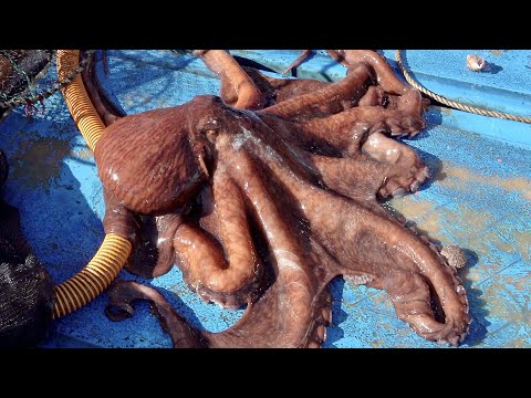 Видео: Интересная рыбалка на большого осьминога. Как корейские рыбаки ловят и готовят осьминогов