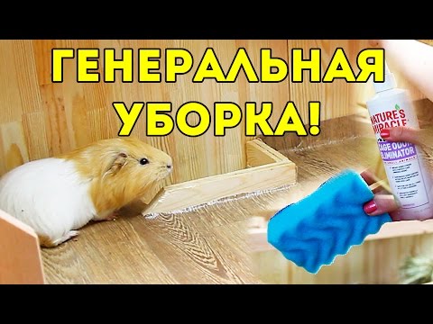 Видео: Уборка В Стеллаже Морских Свинок / SvinkiShow