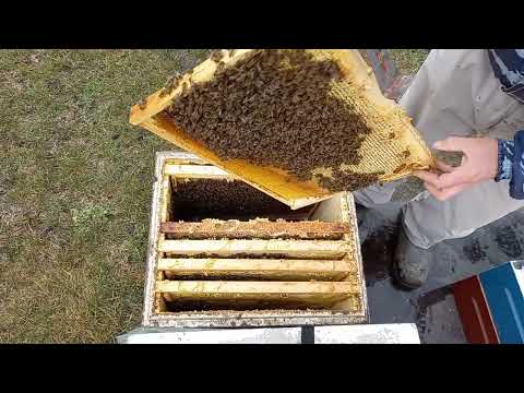 Видео: Ранний старт 2022, подготовка к стимуляции