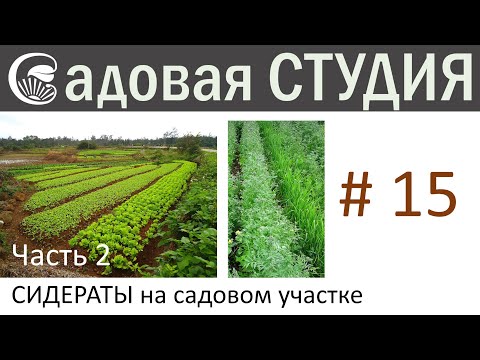 Видео: Сидераты на садовом участке. Часть 2