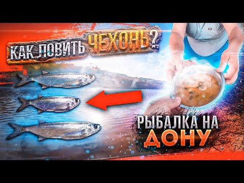 Видео: Как ловить Чехонь. Рыбалка На Дону. Рыбалка на пенопласт.