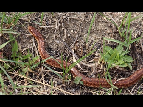Видео: [2025] Steppe Rat Snake / Узорчатый полоз