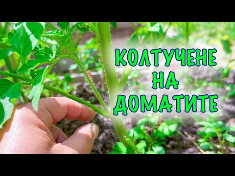 Видео: Колтучене на доматите! Техники, тънкости и хитринки.