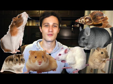 Видео: Мои домашние питомцы. Почему у меня так много животных?
