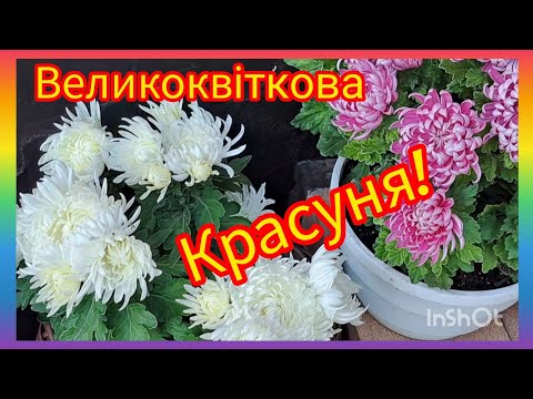 Видео: Цветок до 15см‼️🫢Горшечная 🌺ХРИЗАНТЕМА🌿И еще немного другой 😉! Питание! #garden #flowers #хризантема