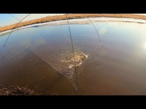 Видео: Приехали на разведку, а тут рыба- Щуки и караси! Разловили дикое место! Рыбалка на паук!