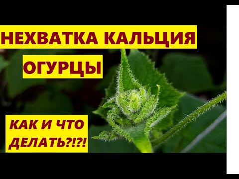 Видео: //НЕХВАТКА КАЛЬЦИЯ НА ОГУРЦАХ//