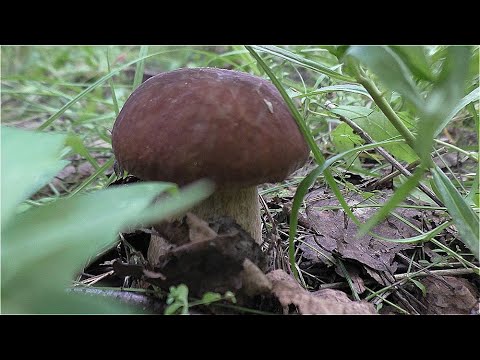 Видео: Собираем БЕЛЫЕ ГРИБЫ! Миша поймал ЗМЕЮ! Поход в лес по грибы!