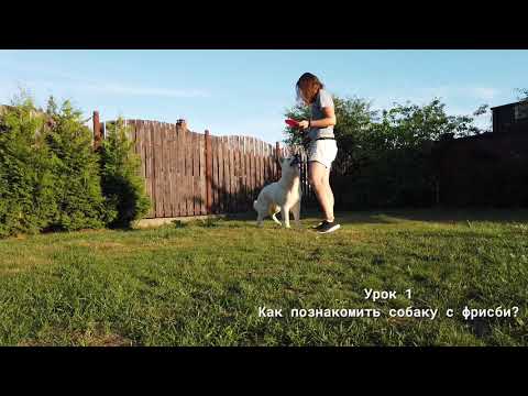 Видео: Урок 1 Как познакомить собаку с фрисби?