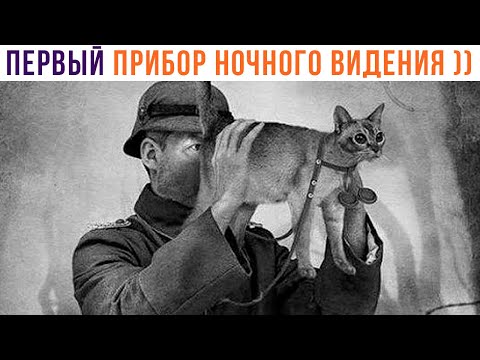 Видео: Мемы для ГЕНИЕВ! (999999 IQ) Приколы | Мемозг 864