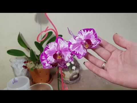 Видео: Орхидея теряет тургор. Что делать? Причины.....