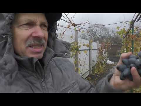 Видео: Прийшов листопад і до мене на виноградник