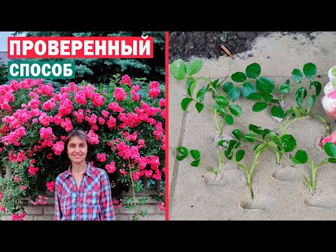 Видео: ЛАЙФХАК! ЛЕТНЕЕ ЧЕРЕНКОВАНИЕ РОЗ! 🌹🌹🌹 Размножаем правильно 100% результат