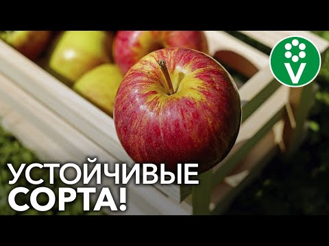 Видео: Эти СОРТА ПЛОДОВЫХ не болеют! Больше не надо обрабатывать сад «химией»