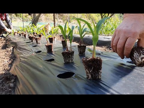 Видео: Посадка кукурузы на даче, приготовление кимчи и пибимпаба. Прекрасный день (корейская деревня)