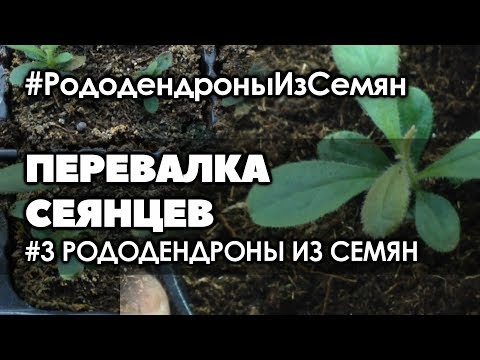 Видео: 🌱#3 Рододендрон из семян. | Родикам 3,5 месяца. Перевалка.