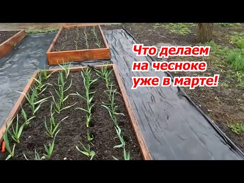 Видео: Сделайте это на озимом чесноке уже в марте- урожай заметно повысится!