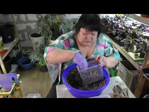 Видео: проращивание клубней георгин для размножения